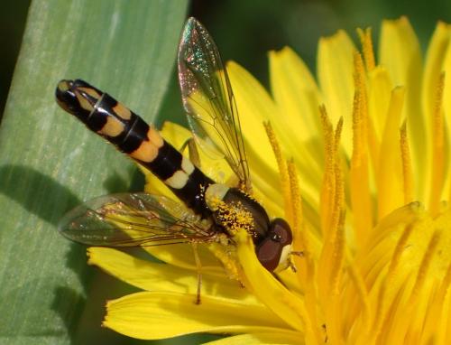 Réf. 228 097 : Sphaerophoria scripta